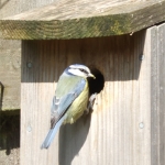 Bird Box Project